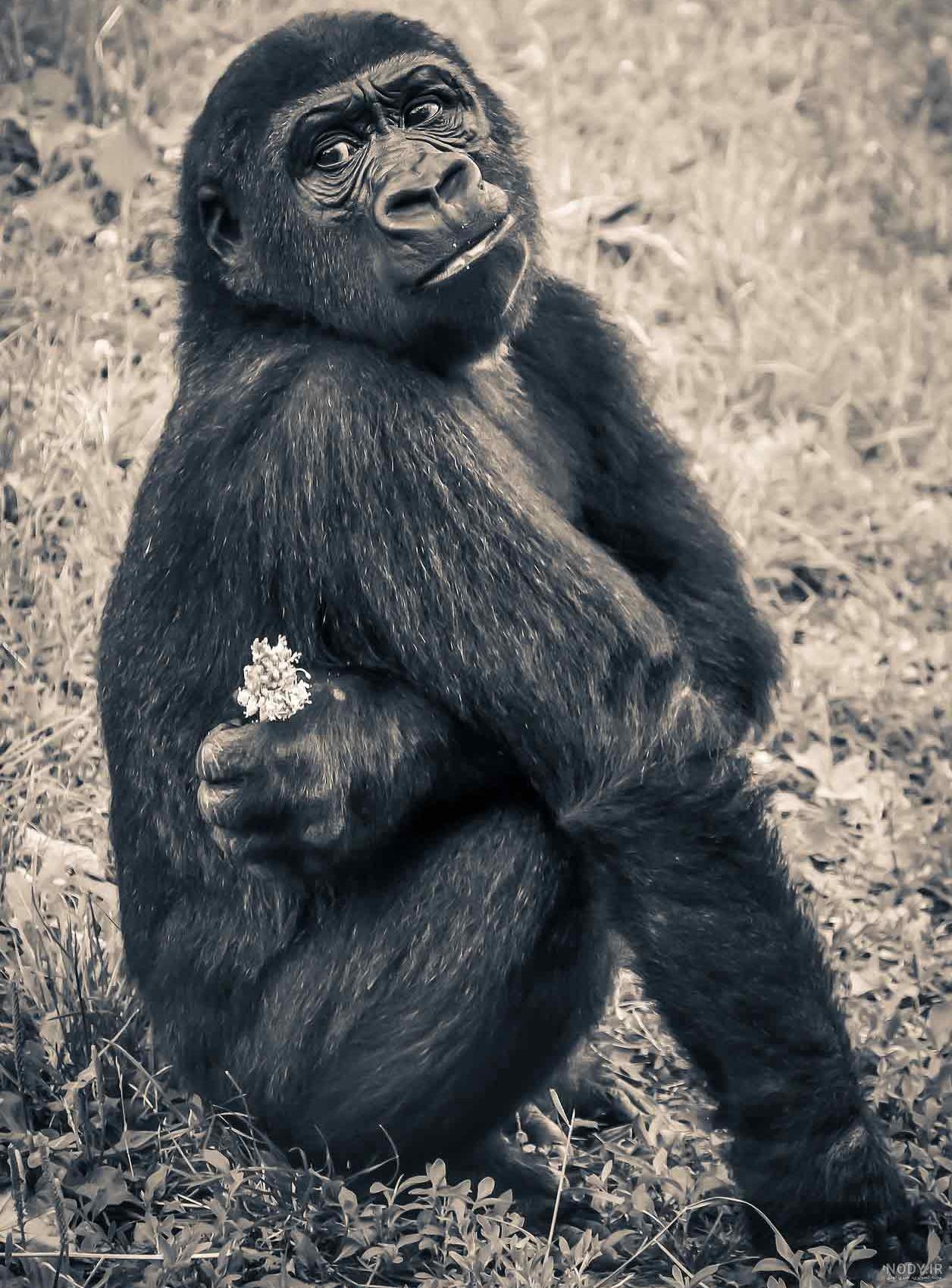 عکس میمون🐒دانلود 26 عکس میمون با کیفیت بالا عکس میمون🐒دانلود 26 عکس میمون با کیفیت بالا