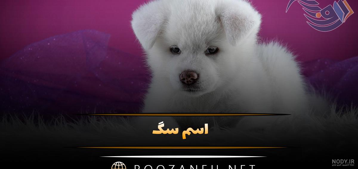 بیوگرافی کامل V عضو گروه BTS - ونته شاپ