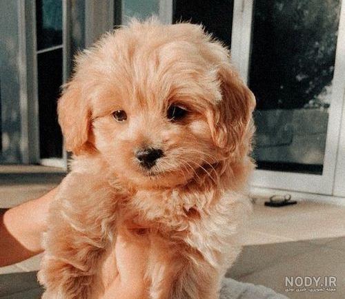 تهیونگ و یونتان | Yeontan and Taehyung |