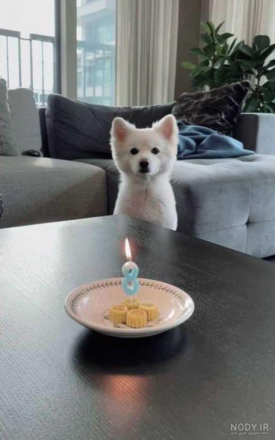 سگ اعضای بی تی اس 🐶 - عکس ویسگون