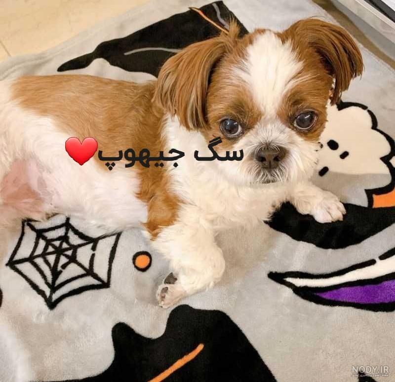 عکس سگ وی بی تی اس
