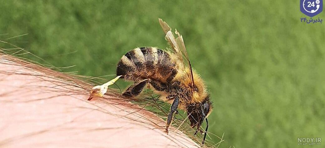 عکس ملکه زنبورهای گاوی