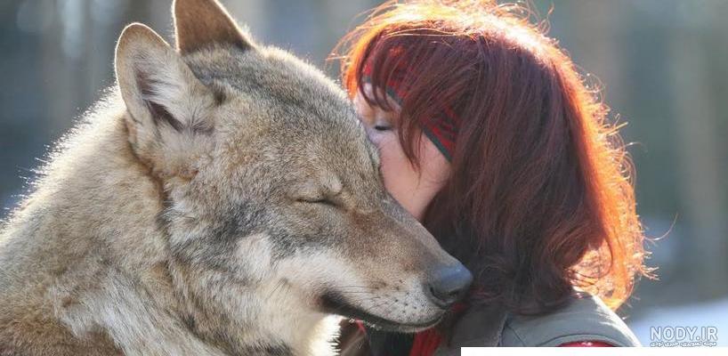 عکس نقاشی صورت گرگ وحشی - عکس نودی عکس نقاشی صورت گرگ وحشی - عکس نودی