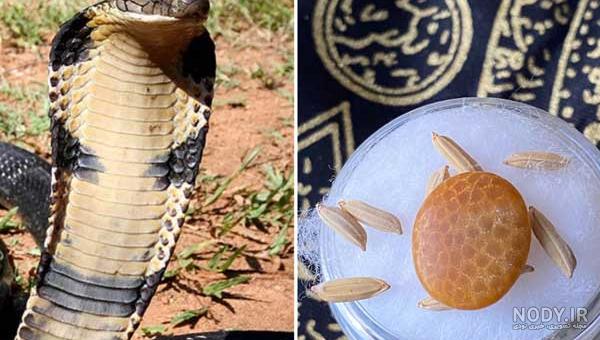 فائزه غلامی؛ملکه مار ایران