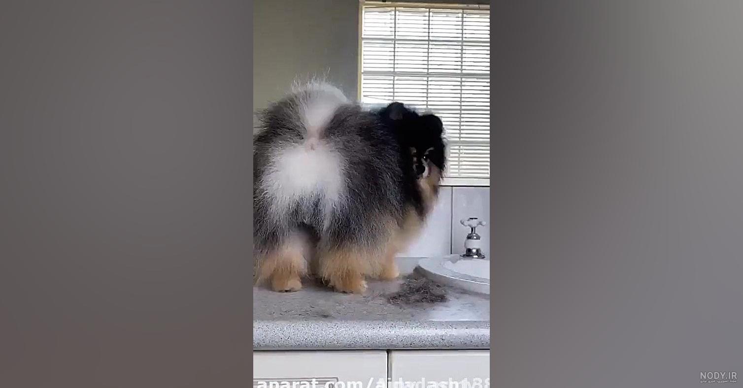 قیمت سگ کیوت بامزه چقدر است؟ + نژاد سگ های کیوت - Happypet