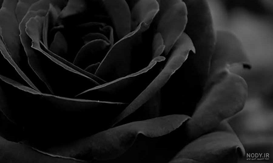 عکس گل برای پروفایل واتساپ | عکس گل برای پروفایل واتساپ دخترانه | عکس گل برای پروفایل شاد عکس گل برای پروفایل واتساپ | عکس گل برای پروفایل واتساپ دخترانه | عکس گل برای پروفایل شاد