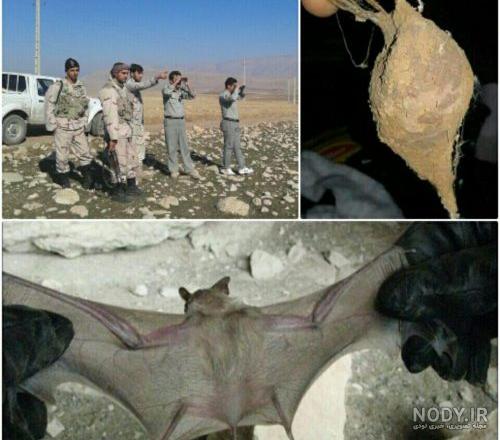 لانه خفاش و جيوه قرمز لانه خفاش و جيوه قرمز