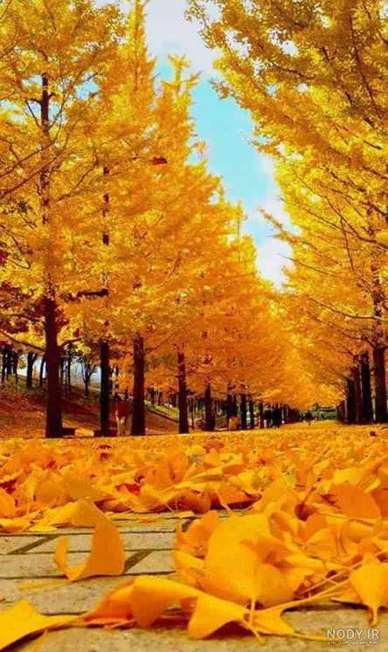 Beautiful Autumn Photo