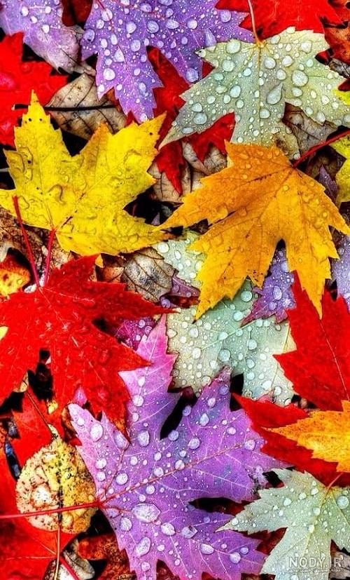 77 عکس زیبا و رویایی پاییز برای بک گراند و پروفایل