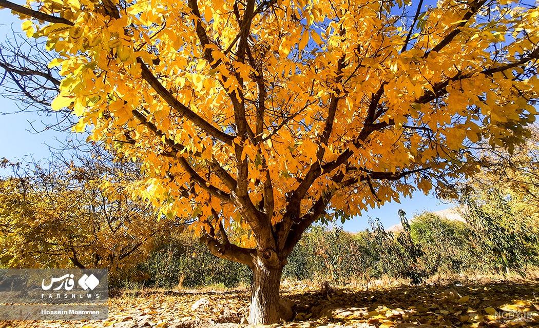 عکس برگهای زیبای پاییزی - عکس نودی