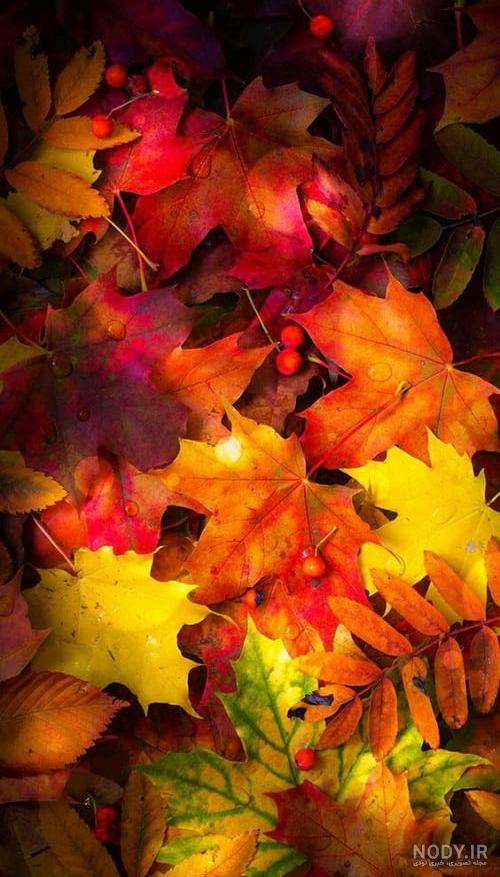 والپیپر و تصویر زمینه طبیعت سبز برای گوشی با طرح جاده خیس پاییزی