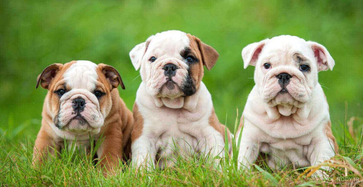 Bulldog - امریکن بولداگ سگی است با جثه بزرگ قوی وعضلانی،وزن ... Bulldog - امریکن بولداگ سگی است با جثه بزرگ قوی وعضلانی،وزن ...