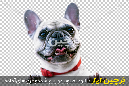 تاج‌گذاری یک سگ در دانشگاهی در آمریکا/ عکس - خبرآنلاین