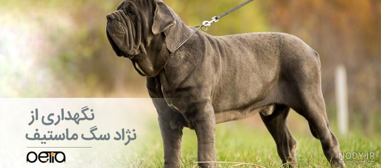 جنگ سگ ماستیف تبتی با سگ قفقازی جنگ سگ ماستیف تبتی با سگ قفقازی