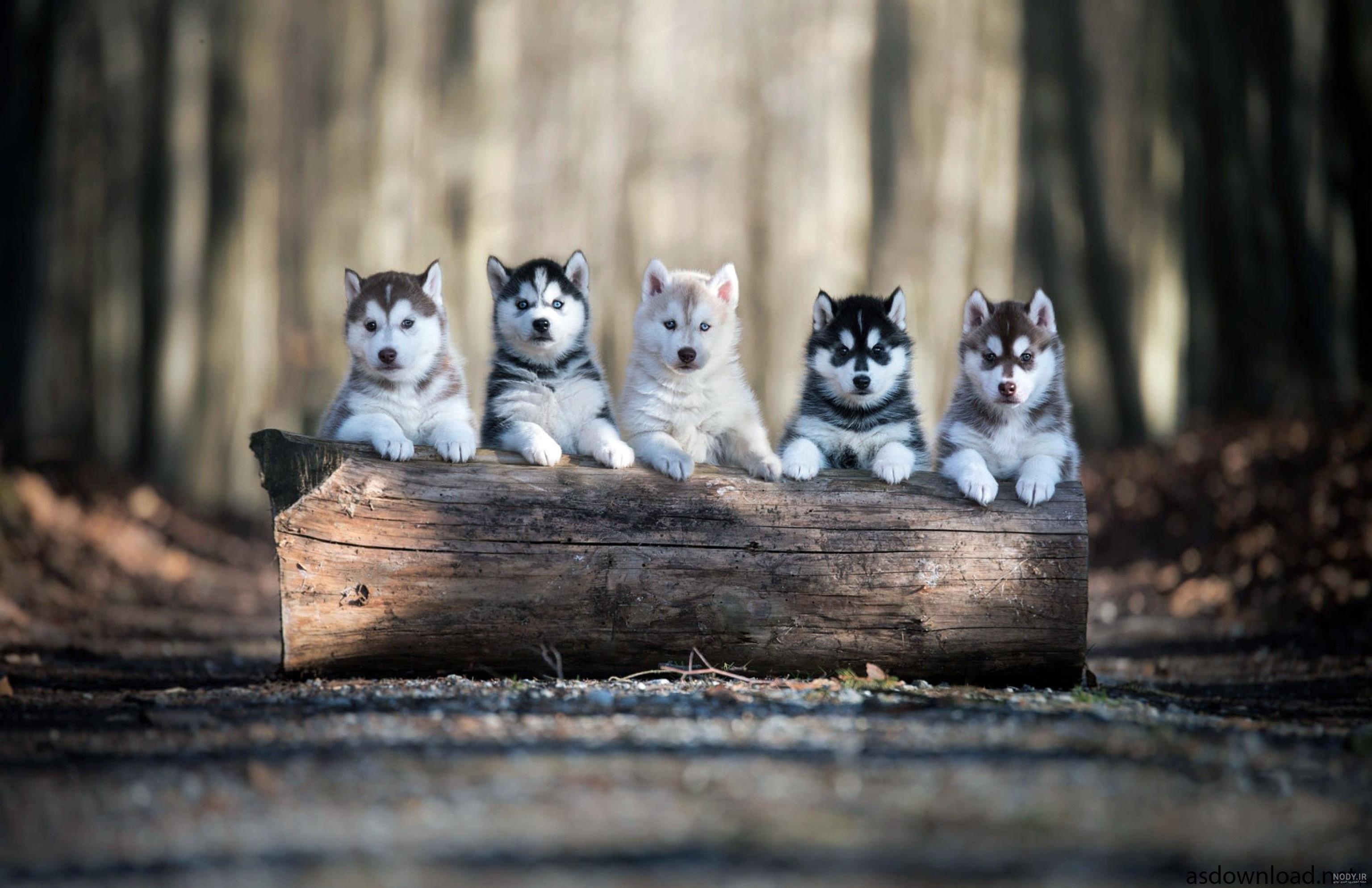 دانلود برنامه Husky dog Wallpaper HD Themes برای اندروید | مایکت
