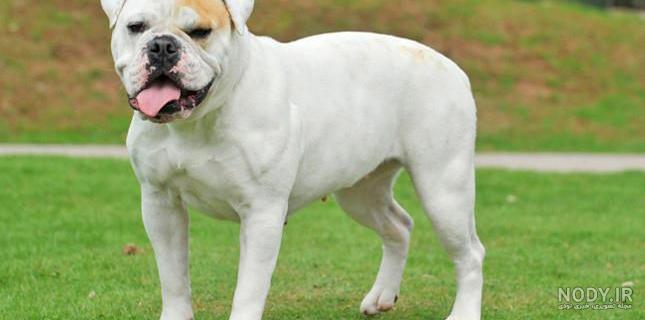 سگ بولداگ امریکایی (American Bulldog) | ماکی دام سگ بولداگ امریکایی (American Bulldog) | ماکی دام