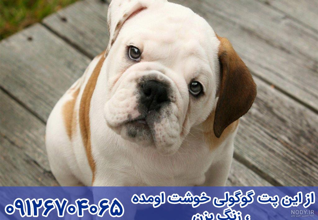 سگ بولداگ امریکایی (American Bulldog) | ماکی دام سگ بولداگ امریکایی (American Bulldog) | ماکی دام