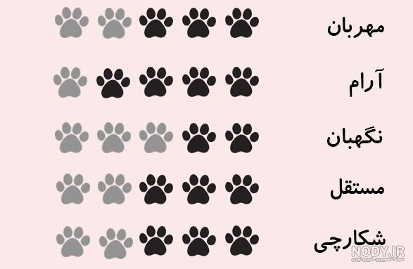 سگ تبت اسپانیل