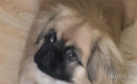 سگ نژاد تیبتن اسپانیل (Tibetan Spaniel) | ماکی دام
