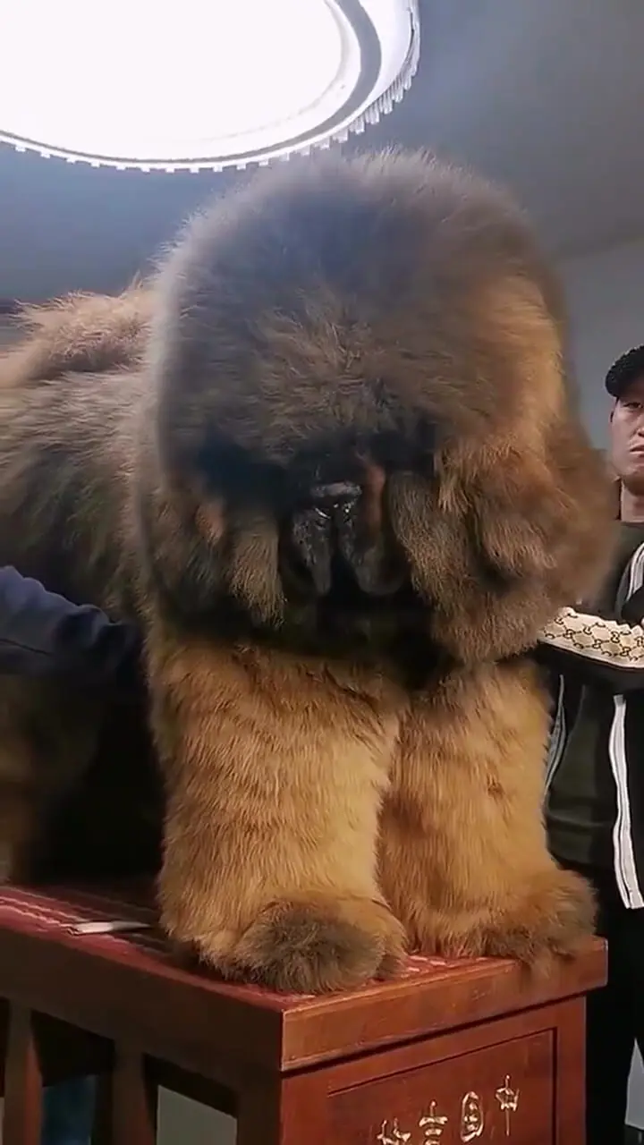 سگ نژاد تیبتن ماستیف (Tibetan Mastiff) | ماکی دام سگ نژاد تیبتن ماستیف (Tibetan Mastiff) | ماکی دام