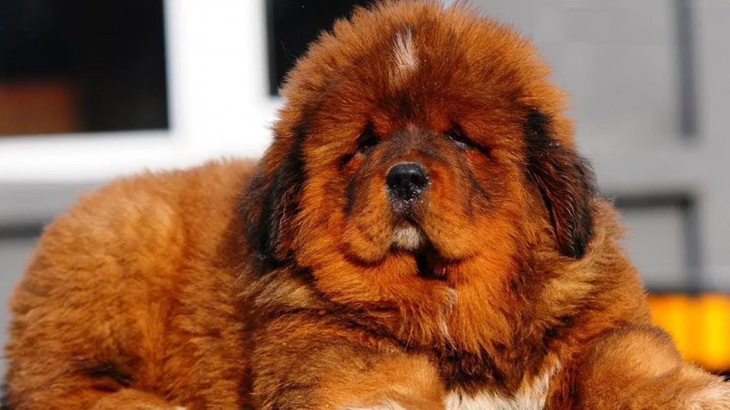 سگ نژاد تیبتن ماستیف (Tibetan Mastiff) | ماکی دام سگ نژاد تیبتن ماستیف (Tibetan Mastiff) | ماکی دام