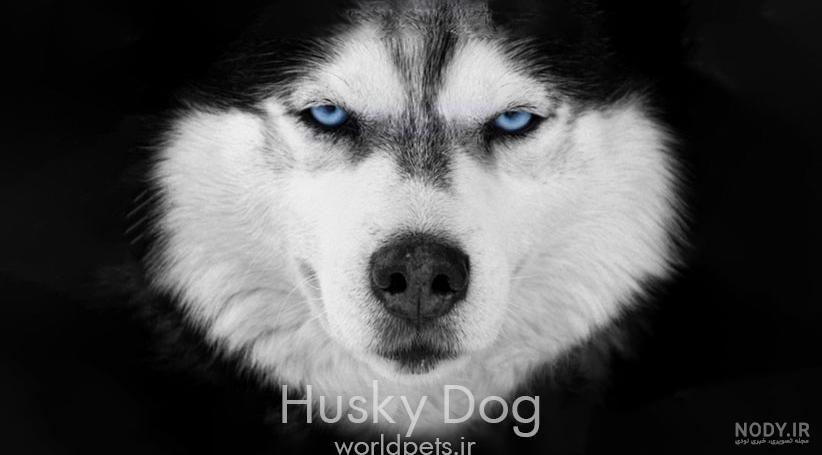عکس برفی سگهای تان... - Afghanistan German Shepherd Dogs Club ...