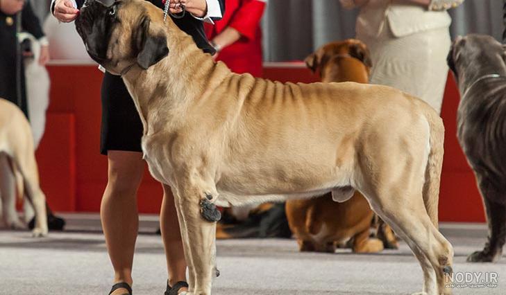 عکس بزرگترین سگ ماستیف تبتی عکس بزرگترین سگ ماستیف تبتی