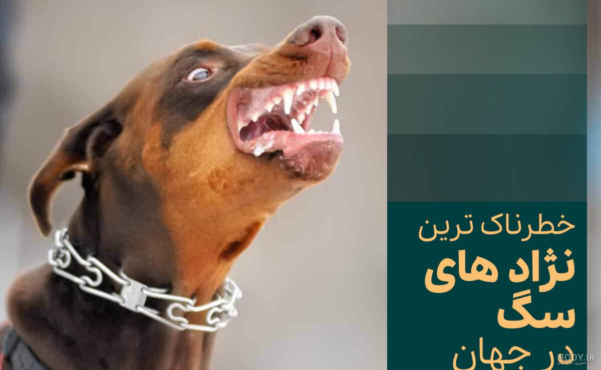 عکس سگ ترسناک ترین