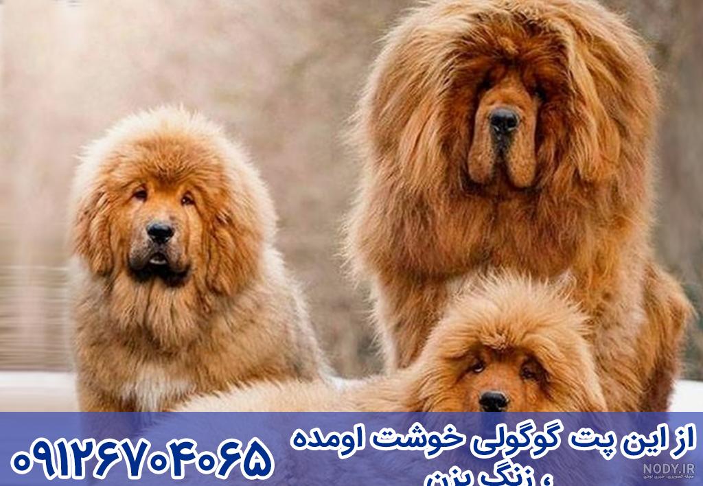 عکس سگ ماستیف و تبتی عکس سگ ماستیف و تبتی