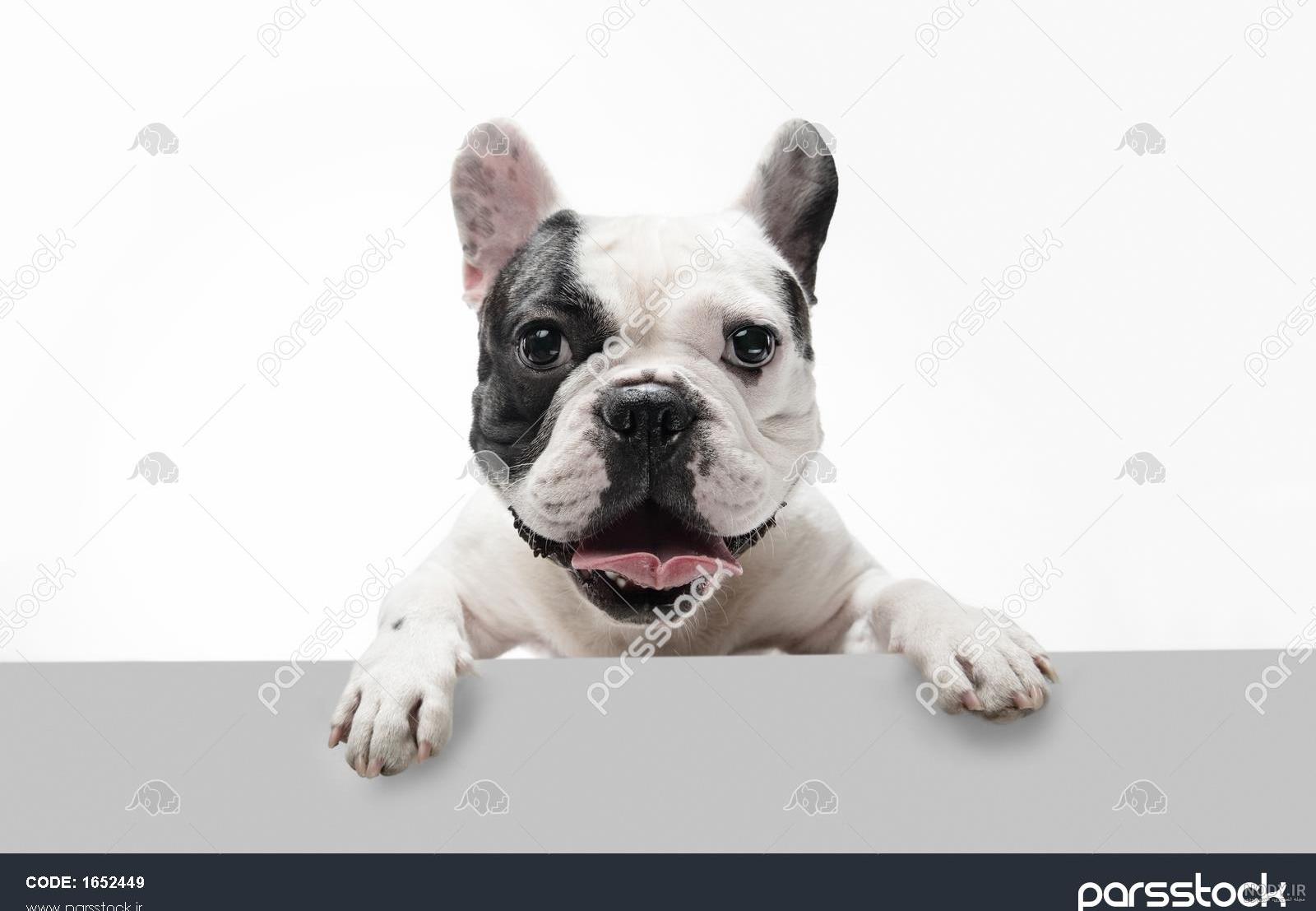 فیگفیگور حیوانات سگ بولداگ فرانسوی نرم French Bulldog کی کی تویز ... فیگفیگور حیوانات سگ بولداگ فرانسوی نرم French Bulldog کی کی تویز ...