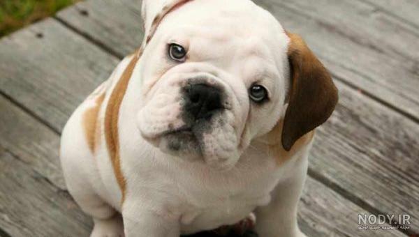 مشخصات کامل، قیمت و خرید نژاد سگ بولداگ (Bulldog) | پت راید مشخصات کامل، قیمت و خرید نژاد سگ بولداگ (Bulldog) | پت راید