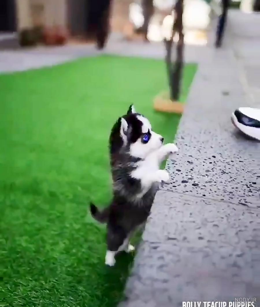 مشخصات کامل، قیمت و خرید نژاد سگ سیبرین هاسکی (Siberian Husky ... مشخصات کامل، قیمت و خرید نژاد سگ سیبرین هاسکی (Siberian Husky ...