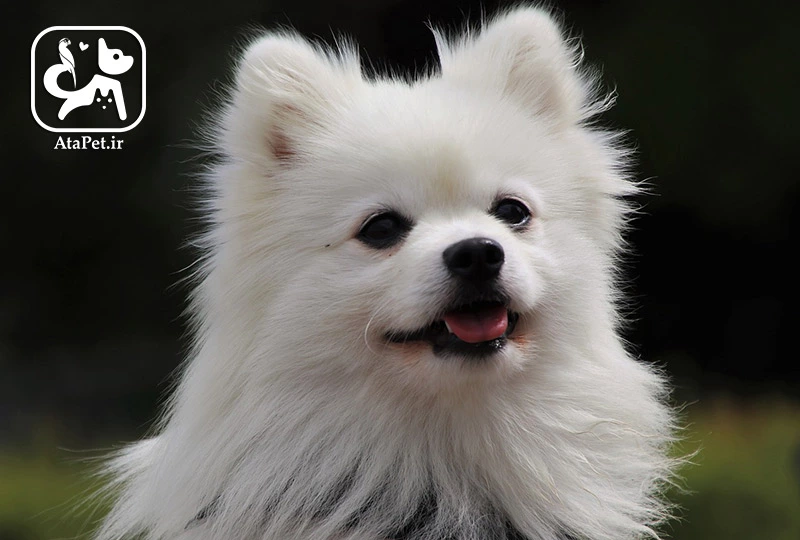 مشخصات کامل، قیمت و خرید نژاد سگ ژرمن اشپیتز (German Spitz) | پت راید مشخصات کامل، قیمت و خرید نژاد سگ ژرمن اشپیتز (German Spitz) | پت راید