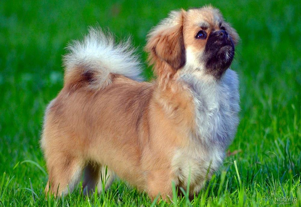 معرفی بهترین نژاد های سگ پاکوتاه 🐾 +مشخصات رفتاری و قیمت