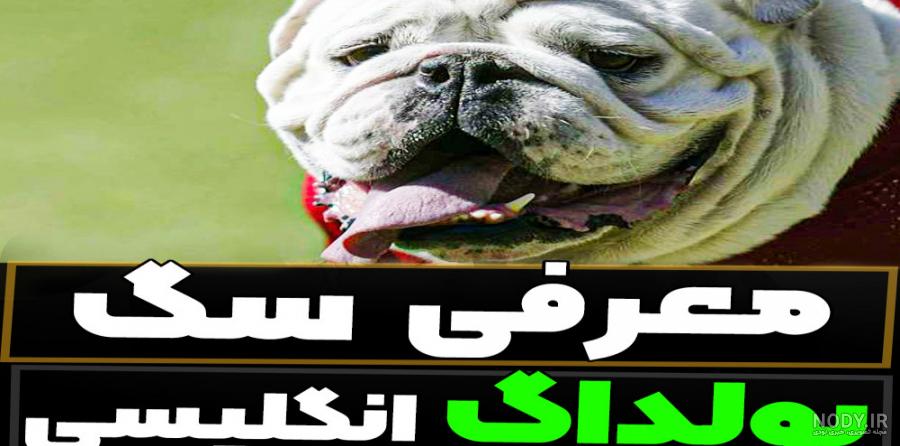 معرفی نژاد سگ بولداگ و روش نگهداری از آن معرفی نژاد سگ بولداگ و روش نگهداری از آن