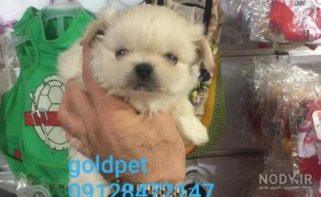 نام نژاد:تیبتان اسپانیل Tibetan spaniel وزن:بین چهار تا هفت کیلو ...