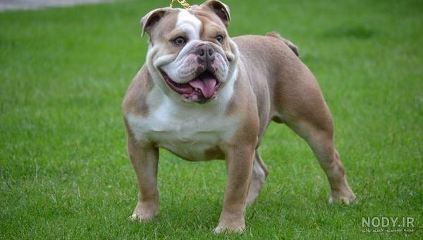 نژاد سگ انگلیش بولداگ (English Bulldog) عکس و ویدیو نژاد سگ انگلیش بولداگ (English Bulldog) عکس و ویدیو