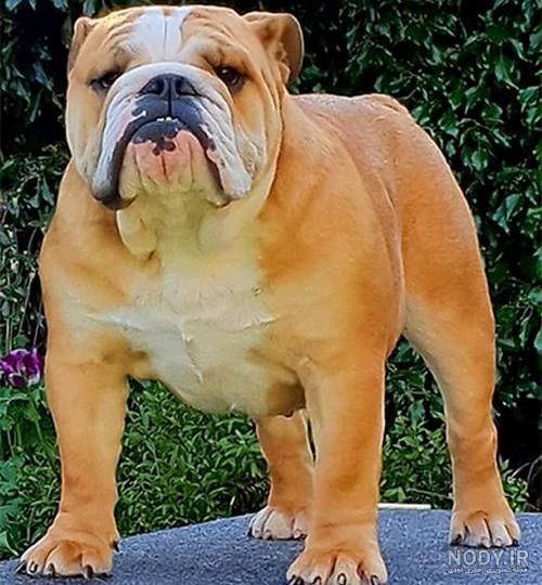 نژاد سگ فرنچ بولداگ (French Bulldog) عکس و ویدیو نژاد سگ فرنچ بولداگ (French Bulldog) عکس و ویدیو