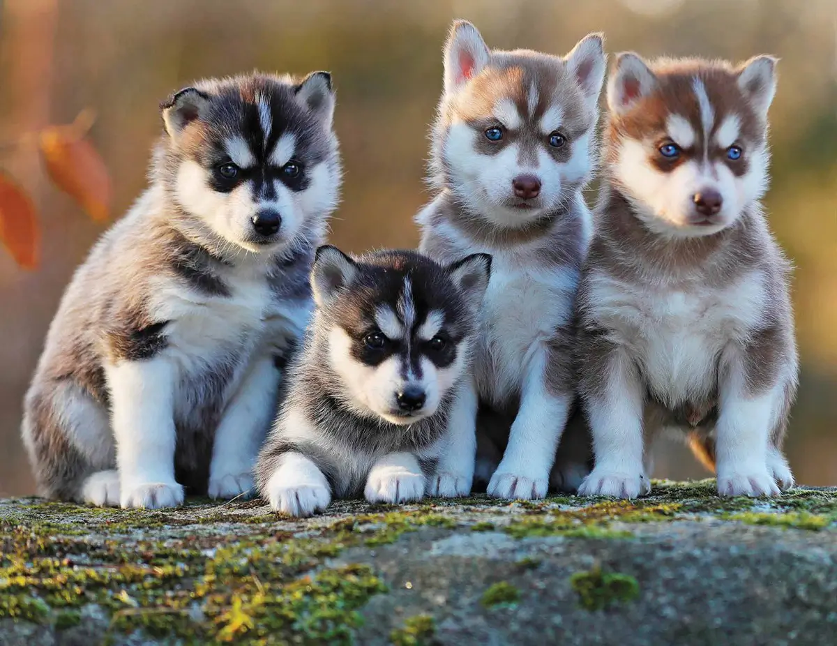 نژاد سگ پامسکی (Pomsky) عکس و ویدیو نژاد سگ پامسکی (Pomsky) عکس و ویدیو