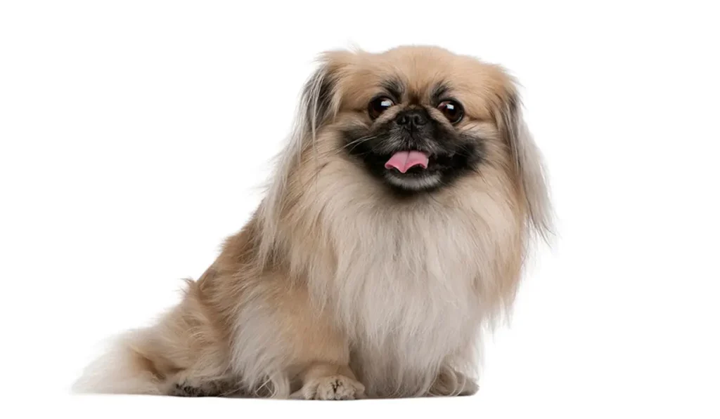 نژاد سگ پکینیز (Pekingese) عکس و ویدیو