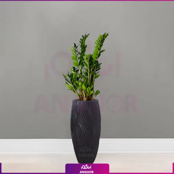 7 گیاهی که نباید در منزل غبارپاشی کرد - الوگل