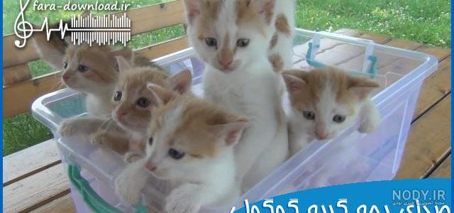 دانلود عکس گربه های ناز و کوچولو برای پروفایل و تصویر زمینه