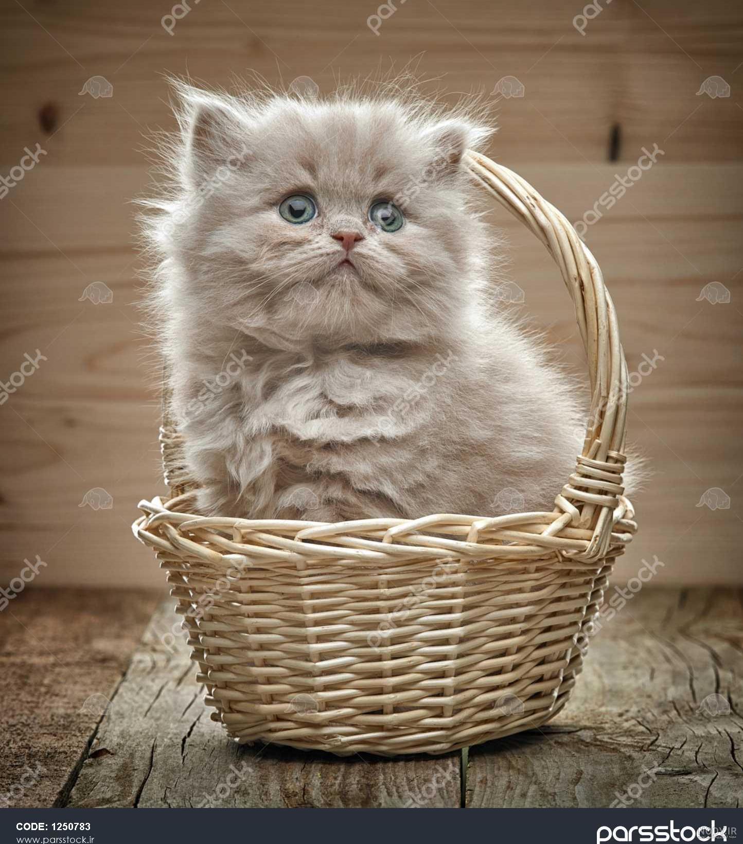 مجموعه عکس گربه های دوست داشتنی و بامزه و زیبا با کیفیت بالا