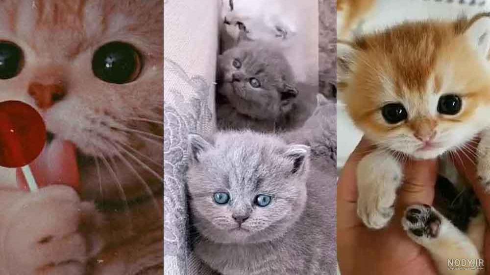 ۴۰ عکس گربه کیوت و ملوس ۱۴۰۳ برای پروفایل و عکس گربه باکیفیت برای بکگراند و
