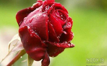 100 عکس گل زیبا برای پروفایل ❤️❤️