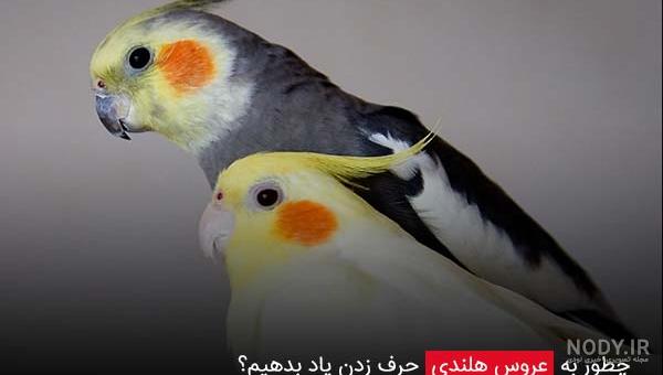 آموزش ساده و سریع رام کردن و اهلی شدن عروس هلندی در منزل - فروشگاه اینترنتی  اندیشه سبز