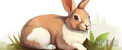 آموزش طراحی خرگوش🐇🐰