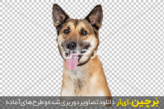 برچسب بدنه خودرو طرح سگ ژرمن شپرد