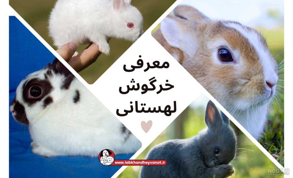 دانلود عکس کارتونی خرگوش | تیک طرح مرجع گرافیک ایران