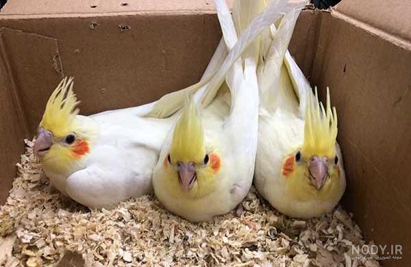 صدای عروس هلندی، دانلود صدا و آواز عروس هلندی - آذین بلاگ